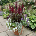 Lobelia Starship Burgundy Upright Plants (Set of 3 or 6)