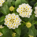 Lantana Bandolista Coconut Plant (2L Pot)