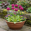 Set of 3 or 6 Primula Denticulata Deep Rose Hardy Perennial Plants, Spring Flowering, Outdoor Garden Ready, 1 Litre Root-Ball