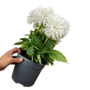 Dahlia Maggiore White Plant (3L Pot)