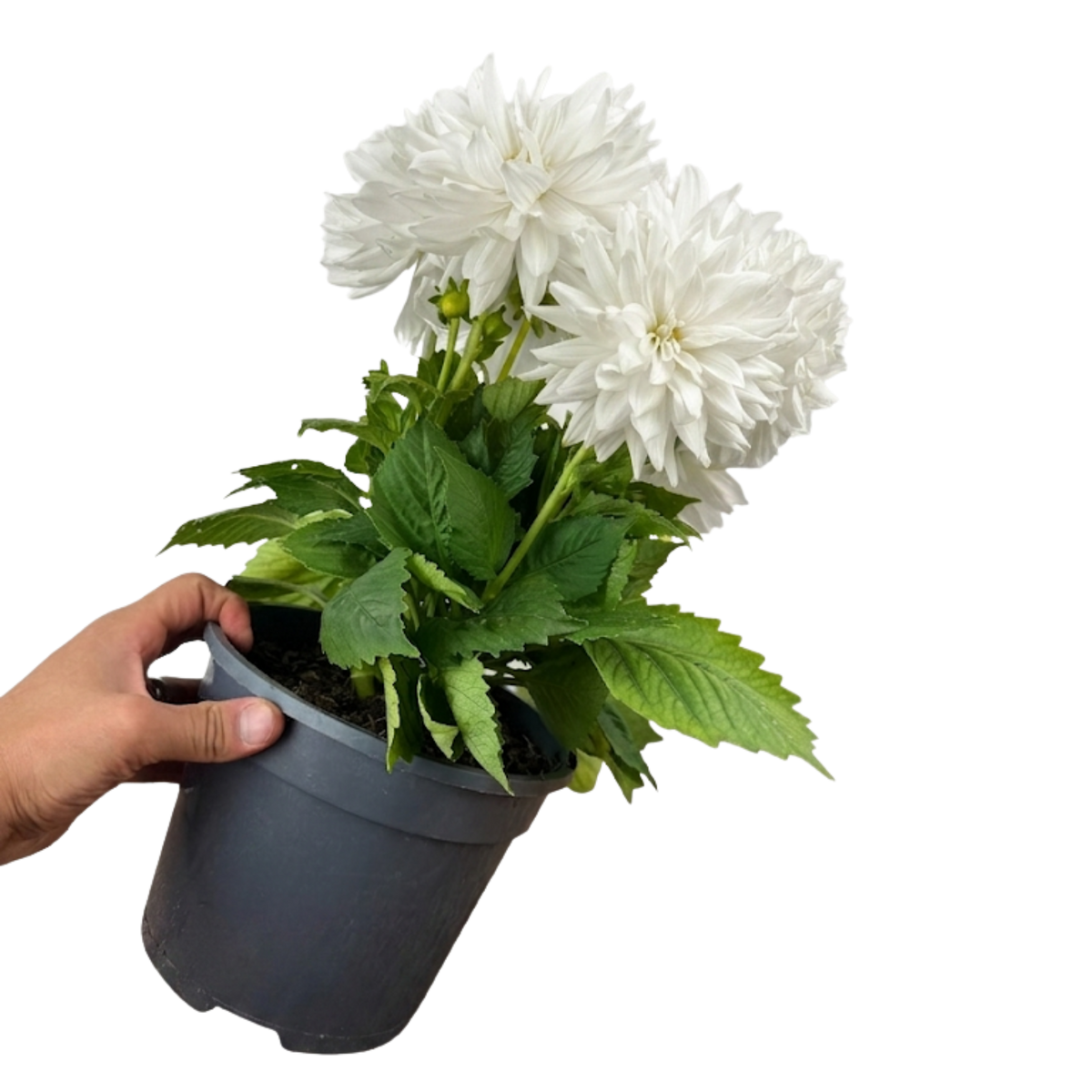 Dahlia 'Maggiore White' – Summer Flowering Perennial (3L Pot)