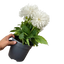 1 Large Plant - Dahlia Maggiore White, Ready to Plant in Your Garden, 3L Pot