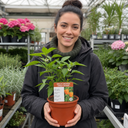 Grow Your Own Sweet Pepper Snack Orange Plant