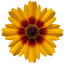 Set of 3 or 6 Coreopsis Sunfire Hardy Perennial Plants, Garden Ready, Bee Friendly, Summer Flowering, 1 Litre Root Ball