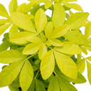 Choisya Aztec Gold Plants