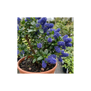 Ceanothus Victoria Plants