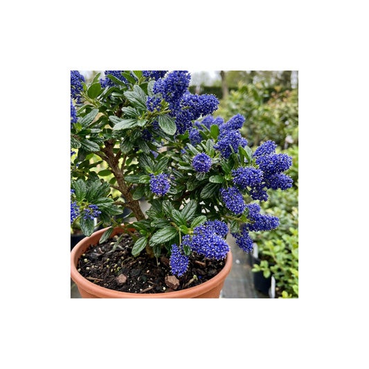 Ceanothus shrub in a terracotta pot massed with deep blue flower clusters on glossy dark green foliage