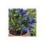 1 Ceanothus Victoria Plant, Hardy Evergreen Blue Flowering Shrub, Outdoor Garden Ready, 3 Litre Root-Ball