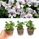 Geranium Tornado White Plants (Set of 3 or 6)