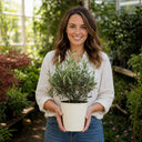 3 Litre Bushy Olive Tree, Nursery Pot, Outdoor, Pots