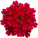 Verbena Trailing Deep Red Plants (Set of 3 or 6)