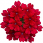 Set of 3 or 6 Verbena Trailing Deep Red Plants, Summer Flowering Bedding, Hanging Basket & Outdoor Garden Ready, 10.5cm Root Ball