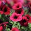 Set of 3 or 6 Large Plants - Petunia Surfinia Deep Red, Outdoor Garden Ready