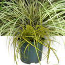 Evergold Carex Ornamental Grass Plant