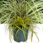 1 Large Plant - Evergold Carex Ornamental Grass, Outdoor Garden Ready Sedge
