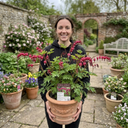 Dicentra Luxuriant Bleeding Heart Plants