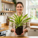 Dracaena Lemon Lime Dragon Tree Plants