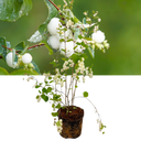 Symphoricarpos Magical Galaxy Plant (3L Pot)