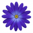 Senetti Pericallis Pop Bang Blue Plants