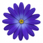 1 Senetti Pericallis Pop Bang Blue Plant, Outdoor Garden Ready Summer Flowering, 6.5 Litre Root Ball