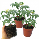 Tomato Honeycomb Variety Plants (Set of 3 or 6)