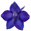 1 Delphinium Pixie Neptune Rocket, Hardy Perennial Flowering Plant, Garden Ready, 3 Litre Root Ball