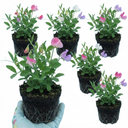 Set of 3 or 6 Large, Garden Ready Plants - Sweet Pea Cupid Mix, 10.5 cm Rootballs