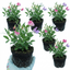 Set of 3 or 6 Large, Garden Ready Plants - Sweet Pea Cupid Mix, 10.5 cm Rootballs