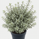 Pittosporum Silver Ball Plant