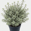 Pittosporum Silver Ball