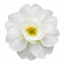 Primrose Queen White Plants (Set of 3 or 6)