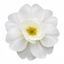 Set of 3 or 6 Primrose Queen White Hardy Perennial Plants, Spring Flowering, Outdoor Garden Ready, 1 Litre Root-Ball