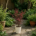 3 Litre Red Acer Tree, Japanese Maple Plant, Nursery Pots