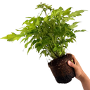 Fantasy Ariel Plant (2L Pot)
