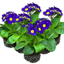 Polyanthus Blue Plant