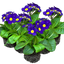 Polyanthus Blue