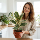 Modern Minimalist Indoor Collection Plant (1L Pot)