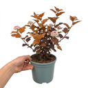 Physocarpus Diable D'or Plant (3L Pot)