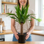 1 Yucca Elephantipes Spineless Yucca Cane Plant, Easy Care Indoor Tropical Houseplant, 2 Litre Root Ball