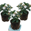 Viburnum Tinus Gwenllian Hardy Evergreen Flowering Shrub Plants (Set of 3 or 6)