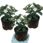 Set of 3 or 6 Viburnum Tinus Gwenllian Hardy Evergreen Flowering Shrub Plants, Winter Flowering Hedge, Outdoor Garden Ready, 11cm Root-Ball