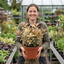1 Osmanthus Goshiki Variegated Evergreen Shrub, Hardy Outdoor Garden Ready, 19cm Root-Ball