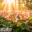Hellebore Rosemary Plant