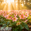 Hellebore Rosemary