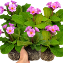 Polyanthus Stella Pink Champagne Plants (Set of 3 or 6)