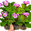 Set of 3 or 6 Large Plants - Polyanthus Stella Pink Champagne, Outdoor Garden Ready, 1L