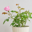 3Ltr Pink Patio Rose Bush, Outdoor Garden Ready, Pots