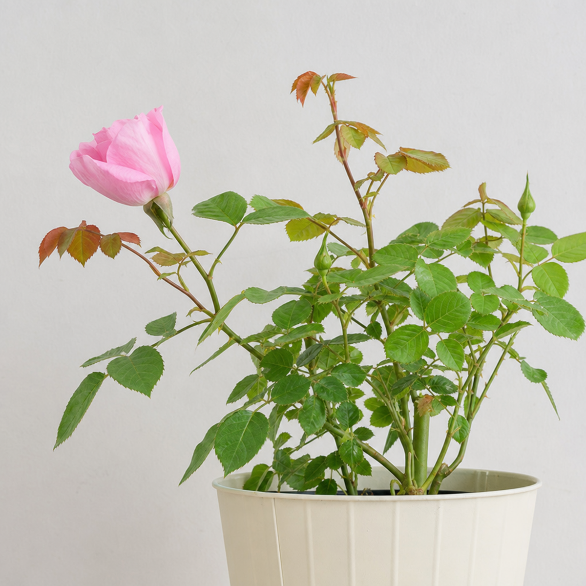 Patio Rose, Pink – Compact Repeat Flowering Rose (3L Pot)