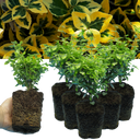 Euonymus Emerald Gold Plants (Set of 3 or 6)