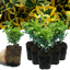 Set of 3 or 6 Large Plants - Euonymus Emerald Gold, Ready to Plant in Your Garden, Peat-Free